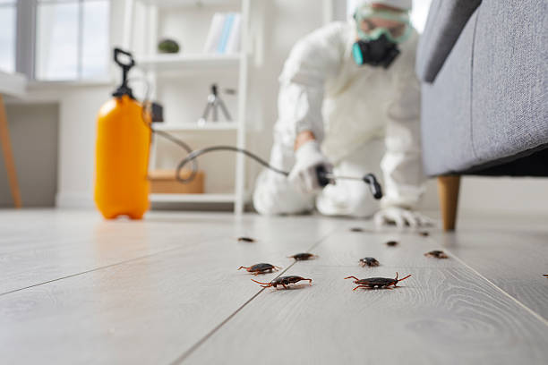 Commercial Kitchen Cockroach Control in Denmark